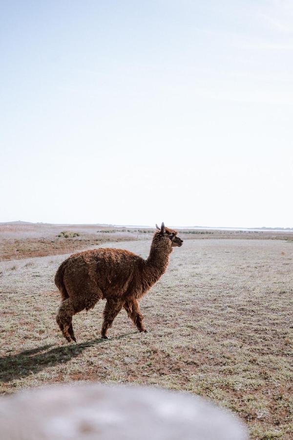 Coorong Island Retreat - Farm Stay At Pet Friendly Property Meningie Luaran gambar
