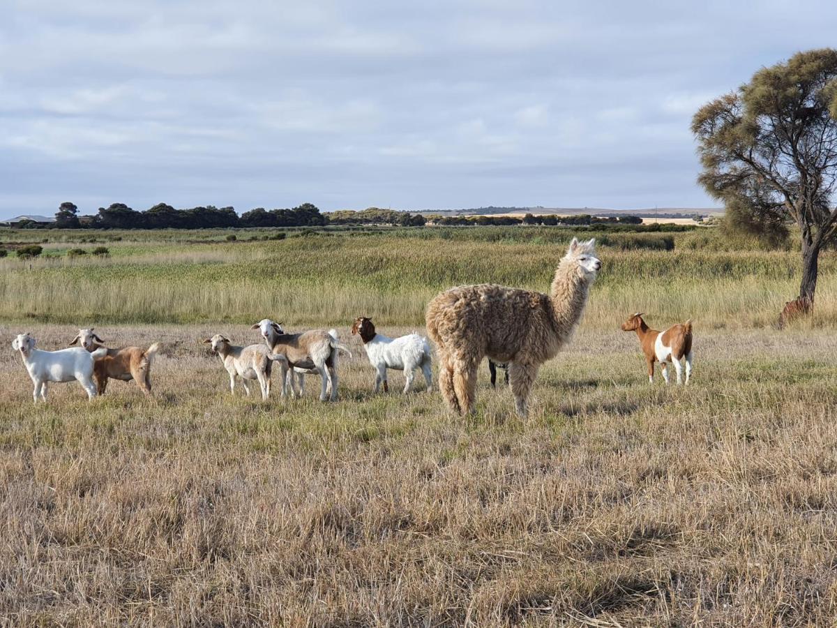 Coorong Island Retreat - Farm Stay At Pet Friendly Property Meningie Luaran gambar